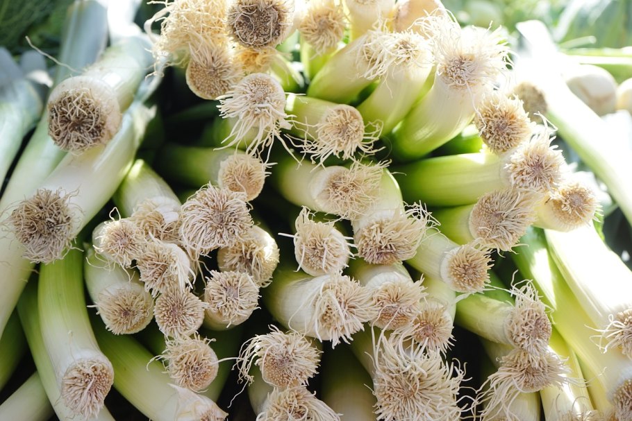 Лук космос растение