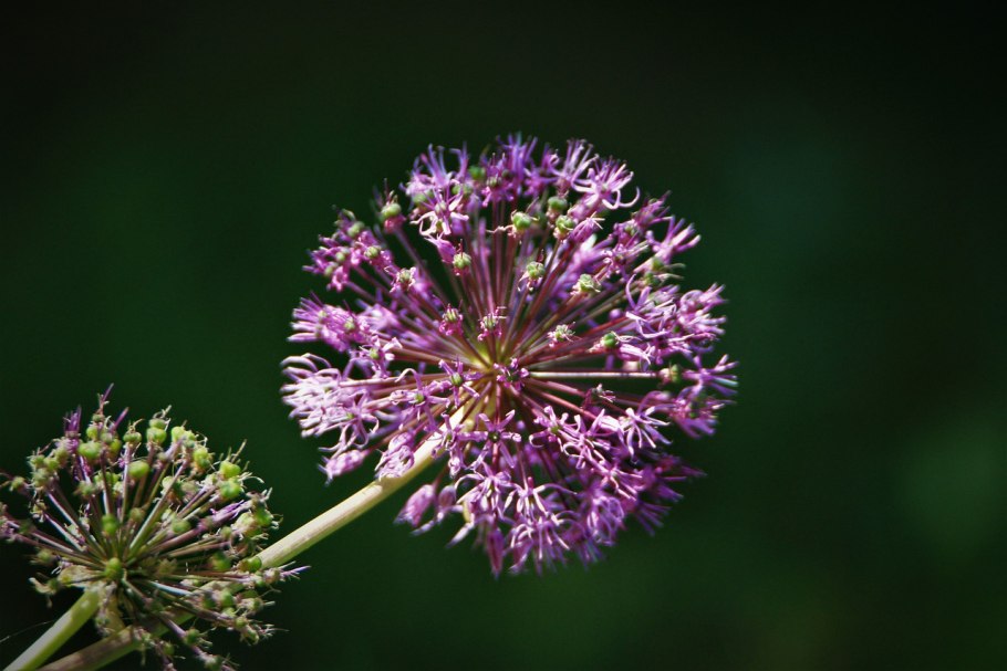 Лук черно-фиолетовый (Allium atroviolaceum)