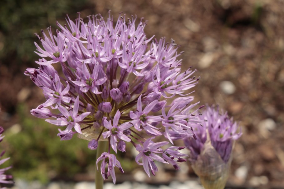 Allium stamineum