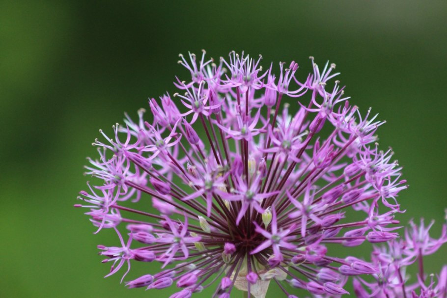 Allium atroviolaceum