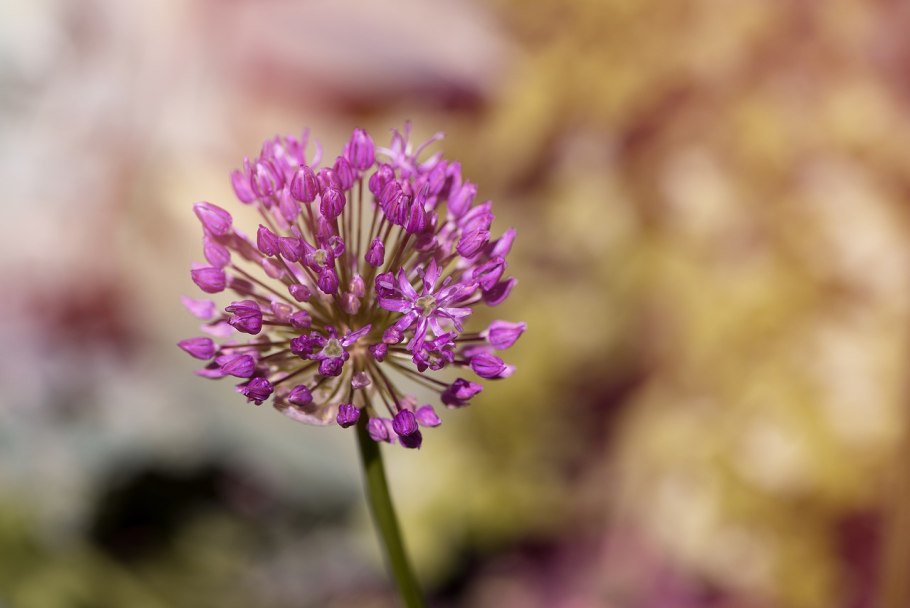 Allium tuberosum (лук дунганский) – белый