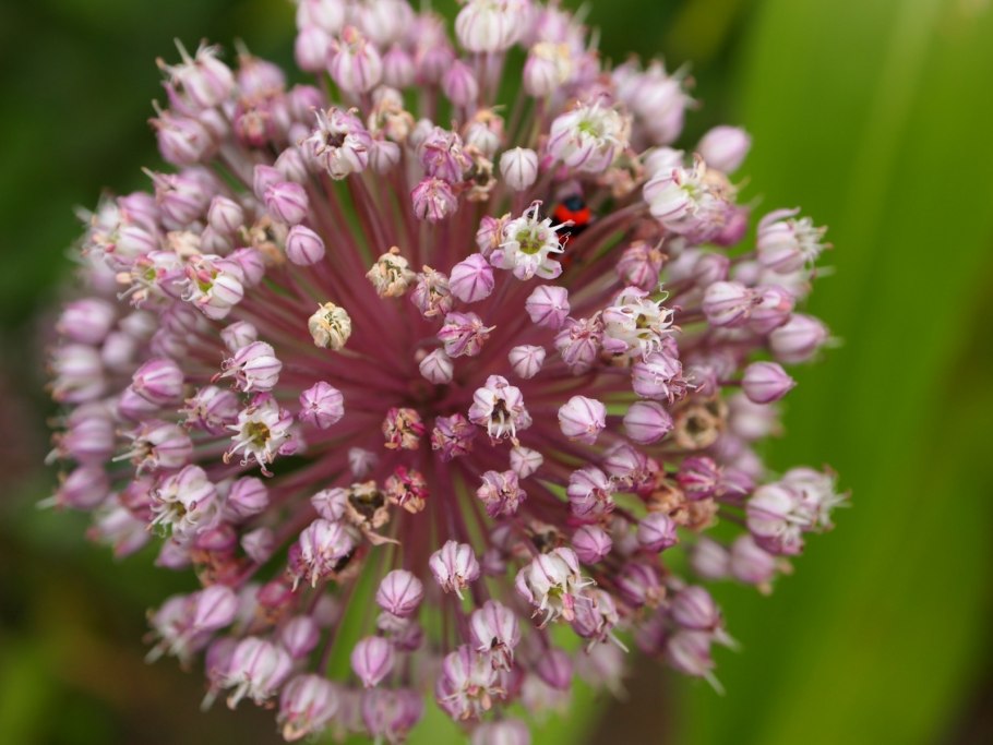 Лук поникающий слизун