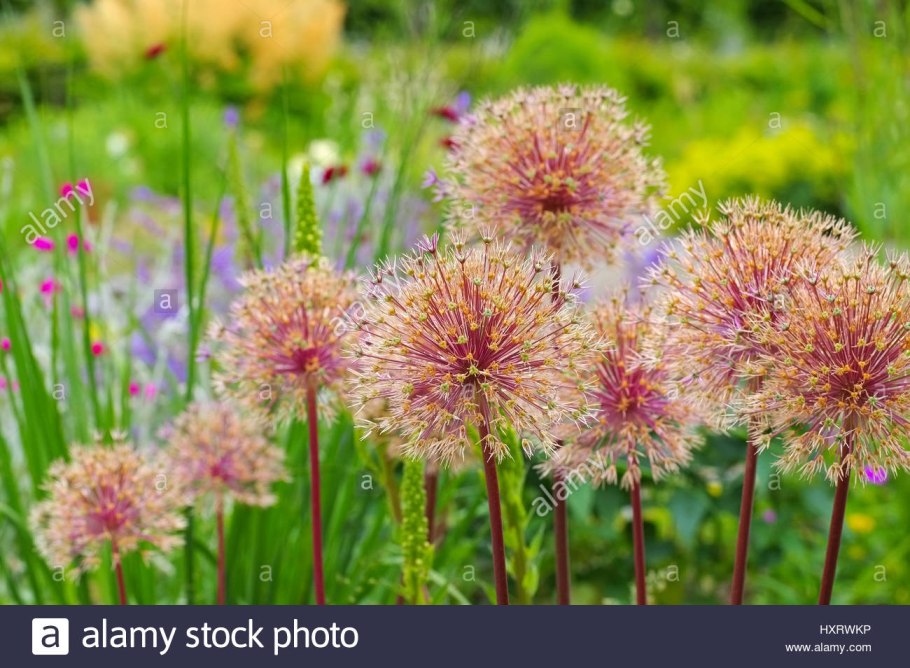 Лук аллиум Шуберта