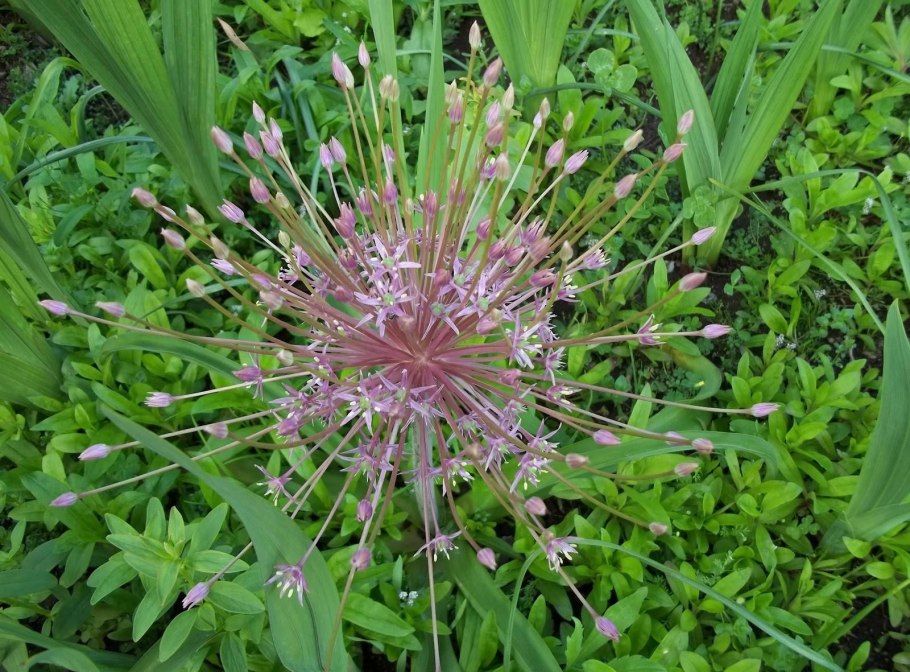 Цветение лука репчатого