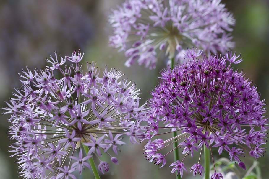 Лук косой ( Allium obliquum l. )