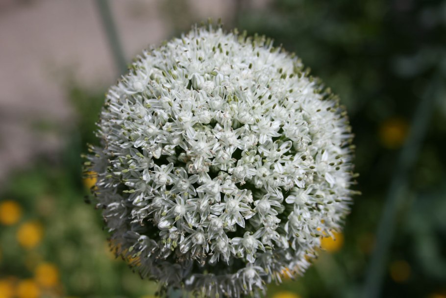 Лук огородный Allium oleraceum