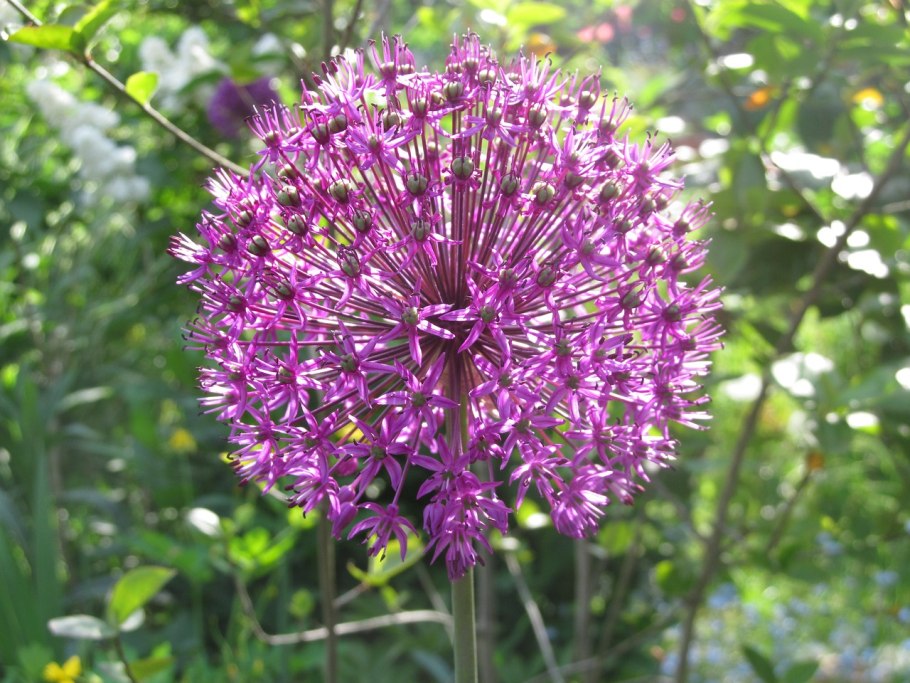 Лук-слизун (Allium Nutans)