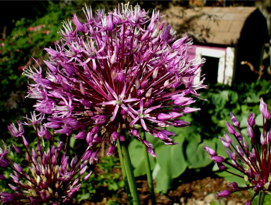 Лук метельчатый