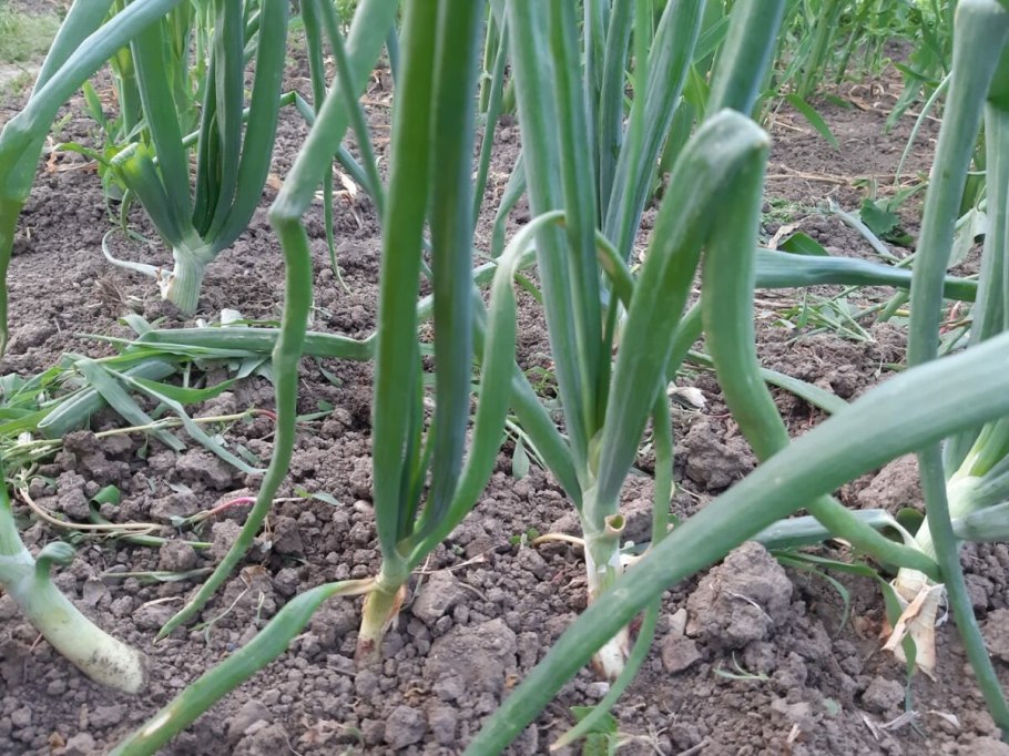 Лук аллиум Шуберта