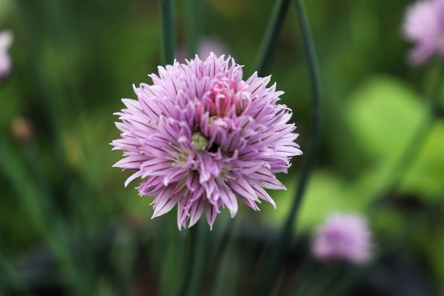 Лук батун - Allium fistulosum
