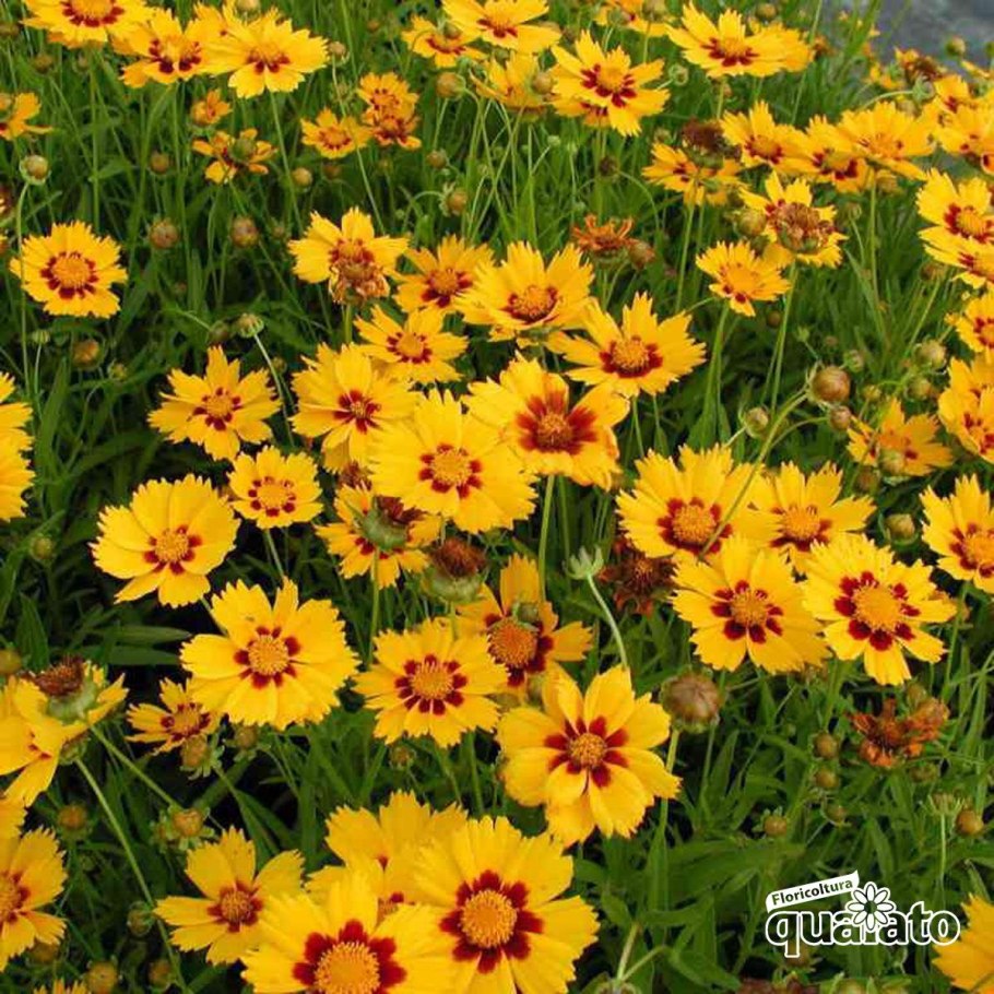 Кореопсис Andiamo Yellow