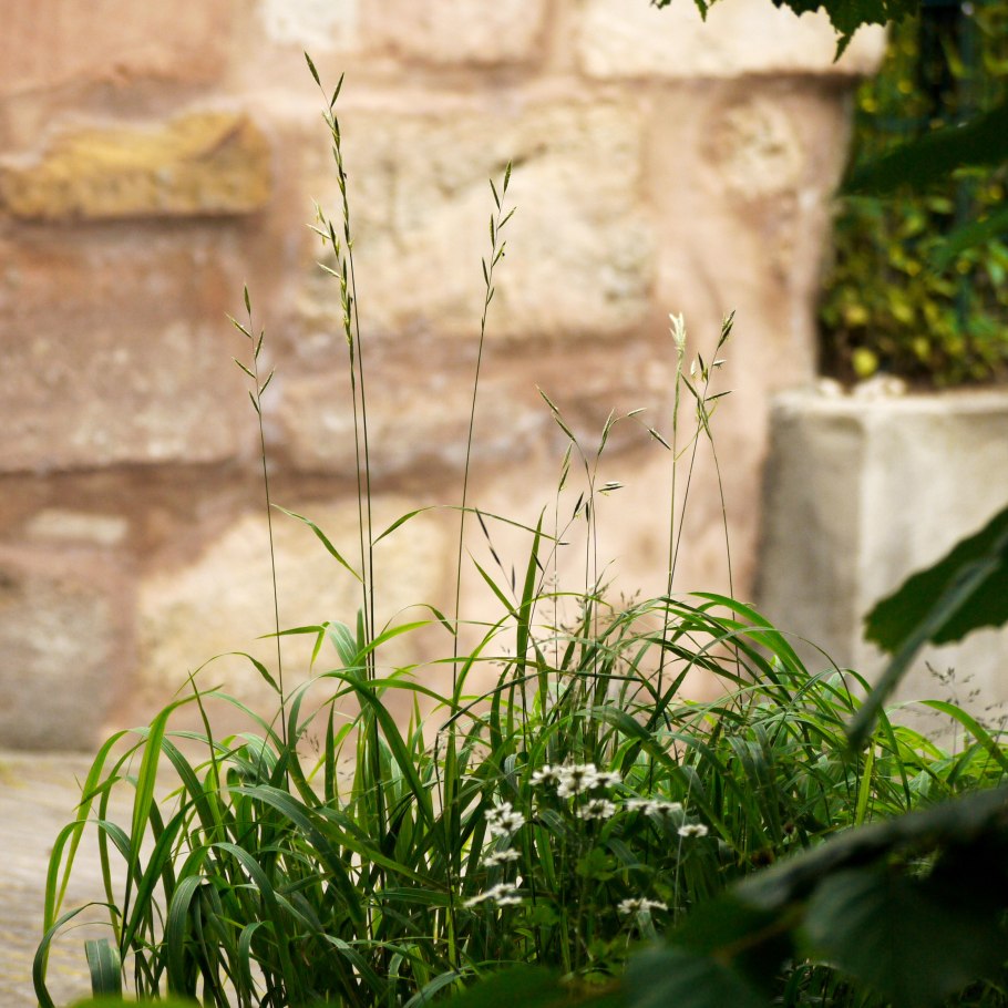 Luzula sylvatica 'marginata'