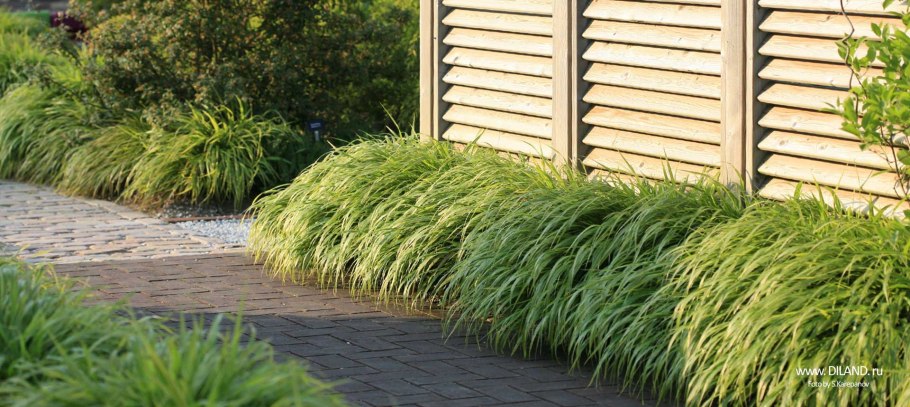 Фалярис Живая изгородь