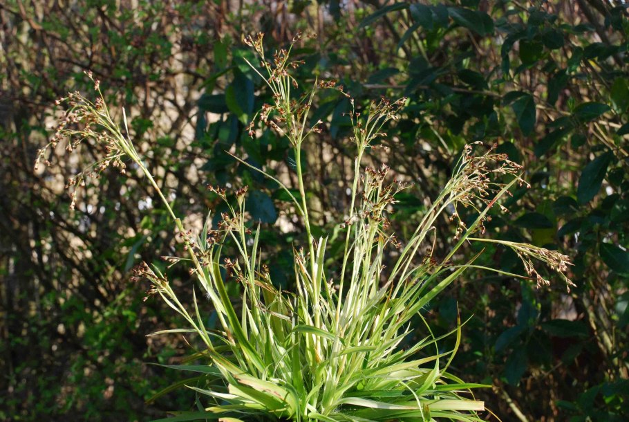 Коротконожка перистая (Brachypodium pinnatum)