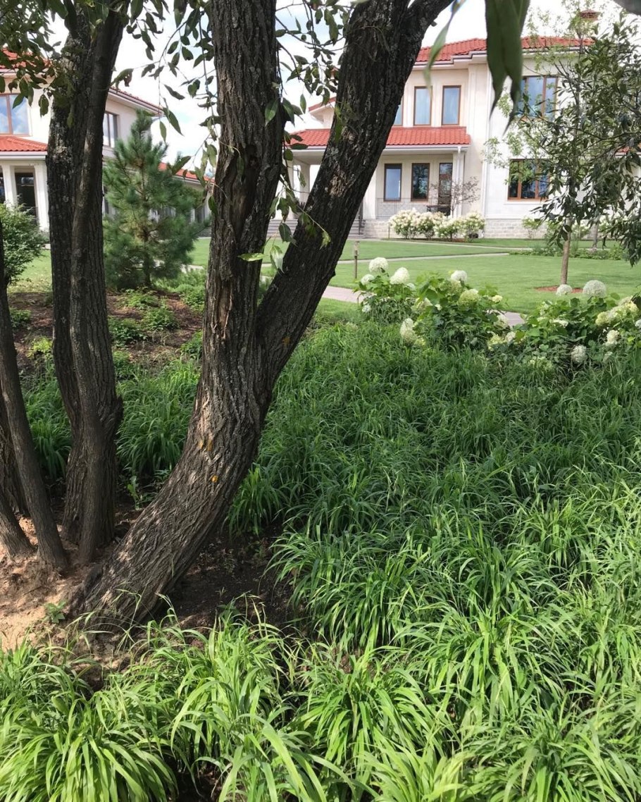 Осока подушковидная