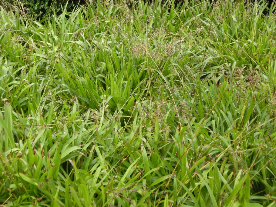 Brachypodium sylvaticum