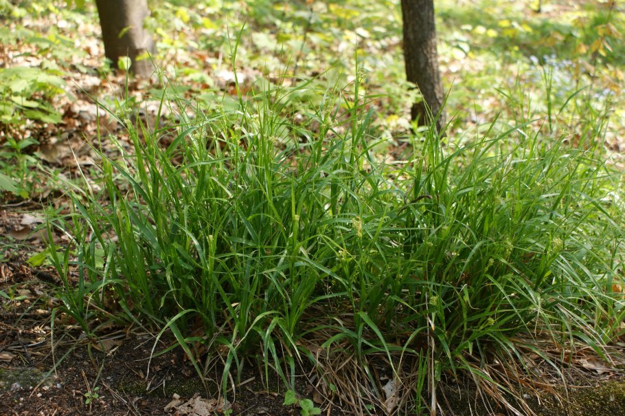 Осока дернистая в рокариях