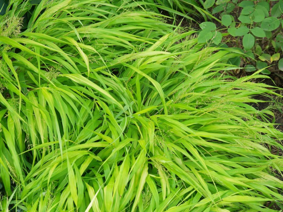 Коротконожка перистая (Brachypodium pinnatum)