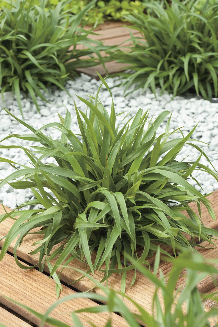 Коротконожка Лесная / Brachypodium sylvaticum / (р9)