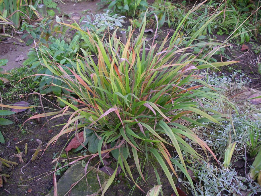 Brachypodium sylvaticum