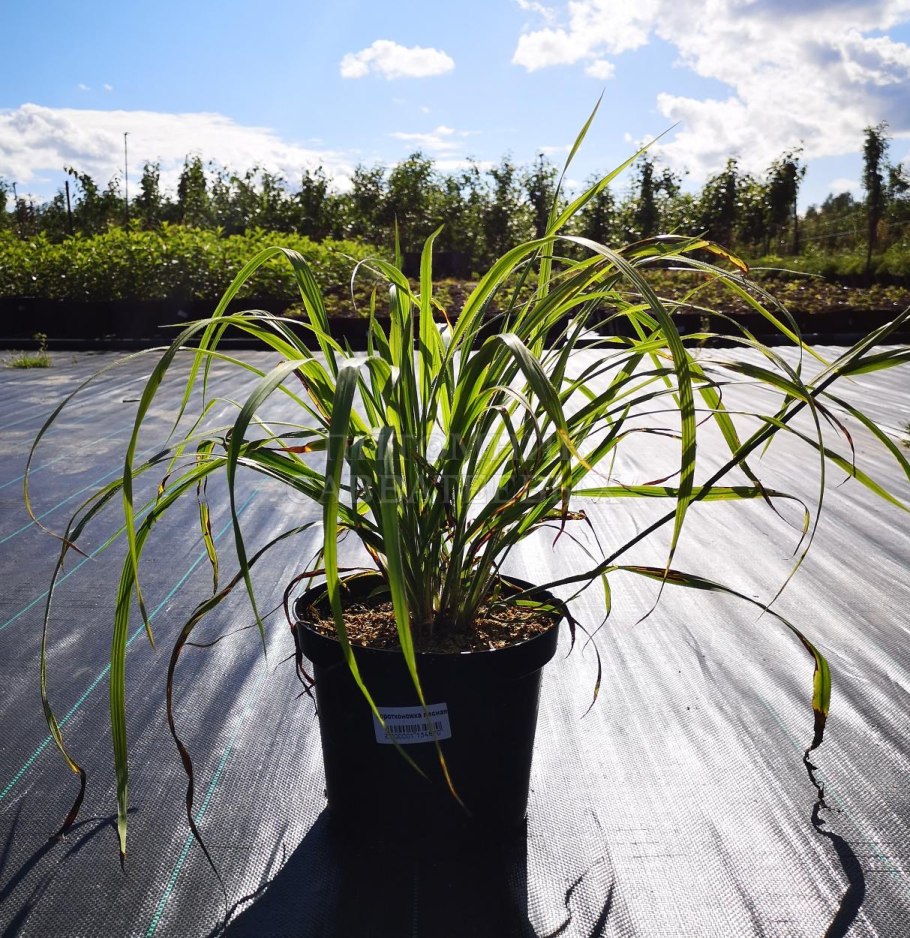 Ожика Лузула