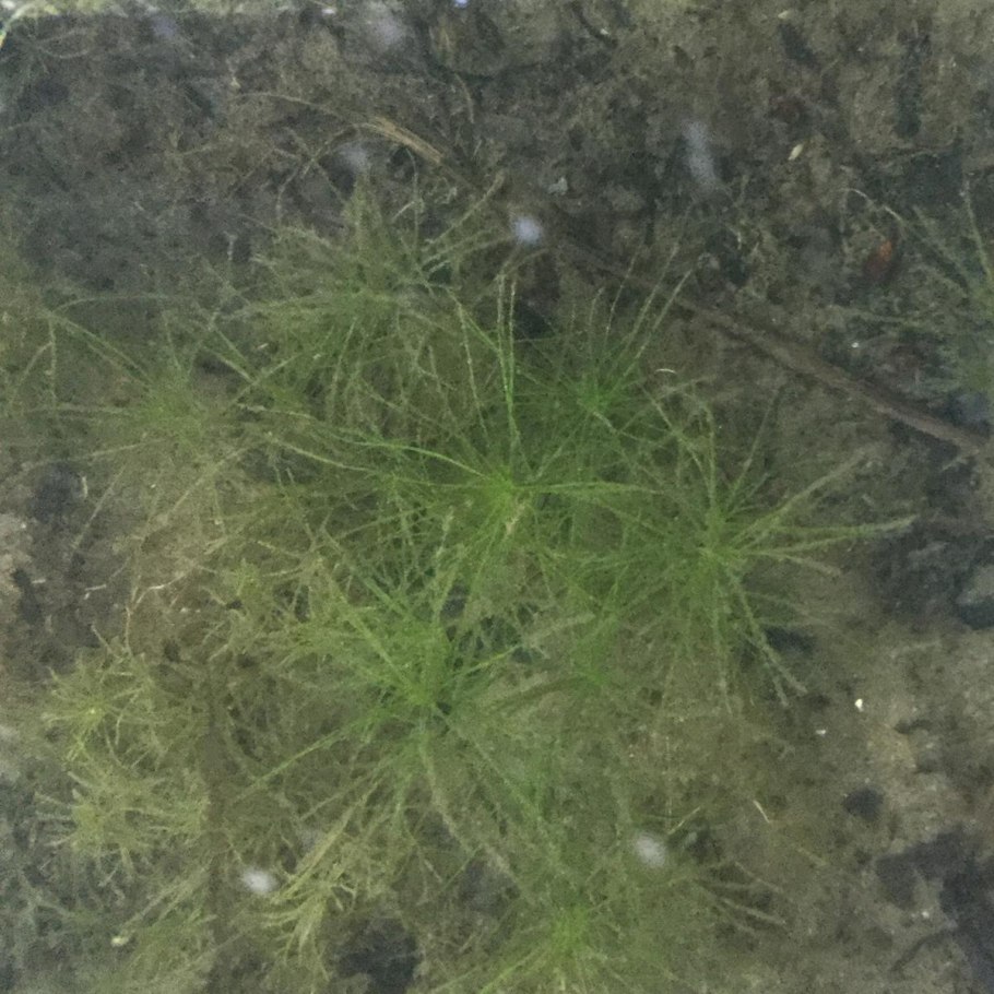 Каулиния гибкая Caulinia flexilis Willd.