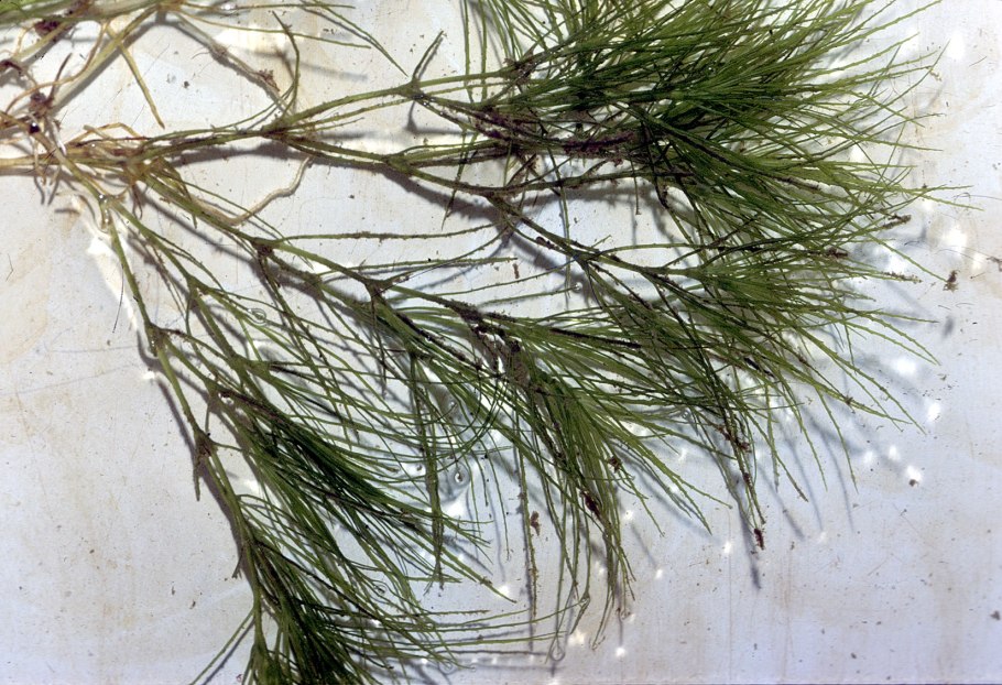 Каулиния гибкая