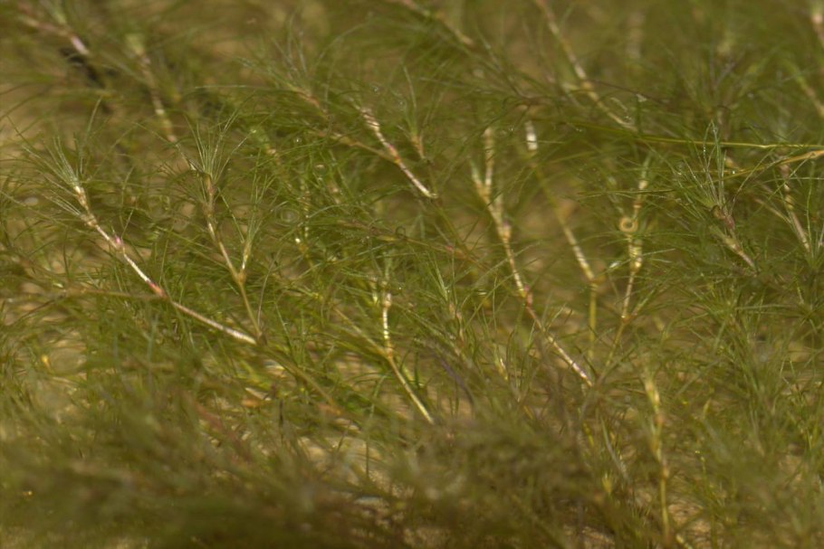 Каулиния тончайшая