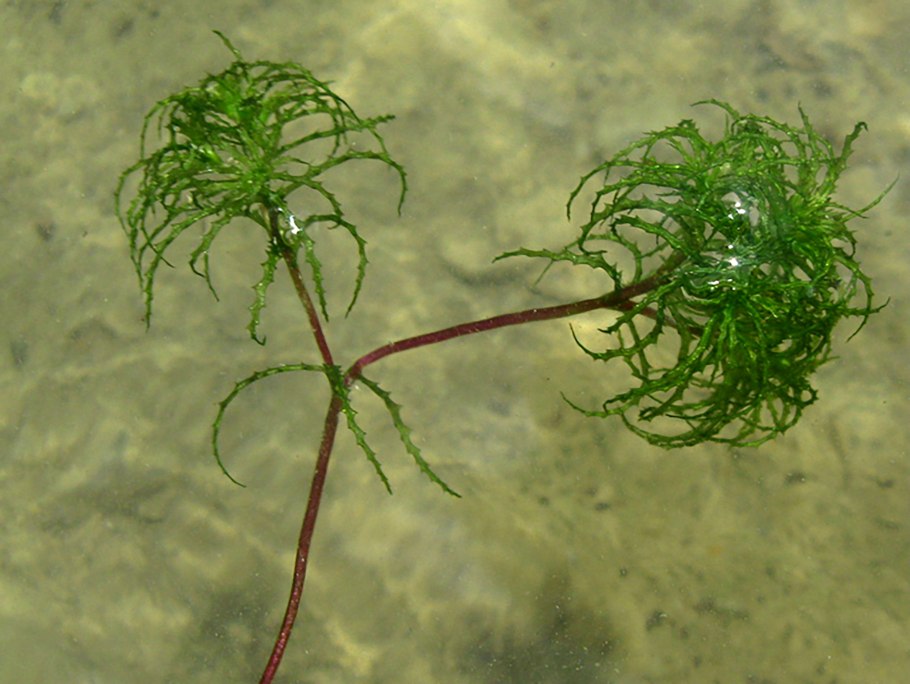 Каулиния гибкая Caulinia flexilis Willd.