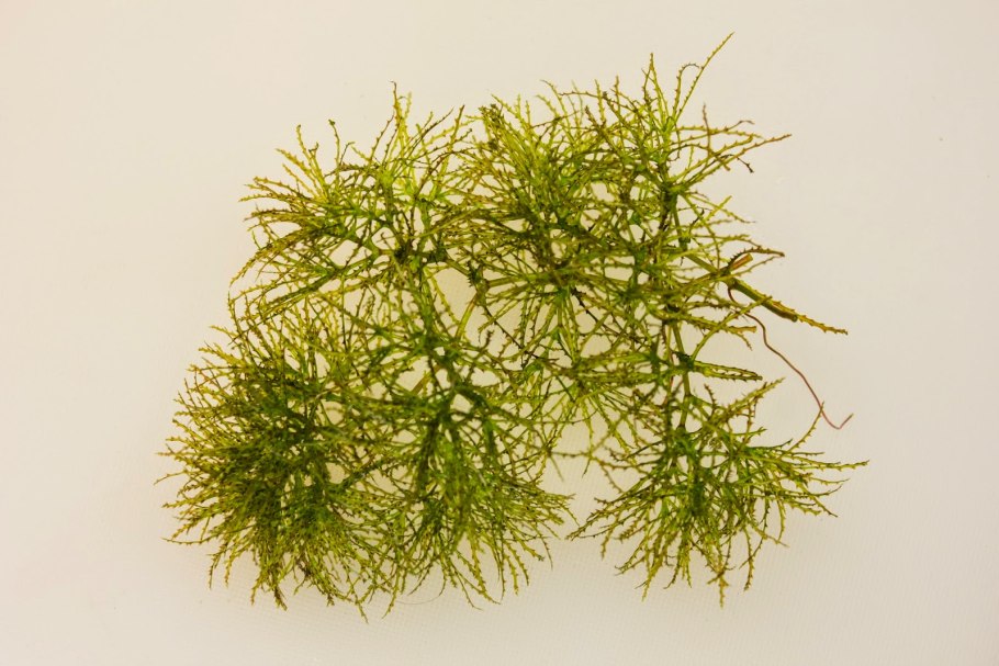 Наяс Рорайма аквариумное растение