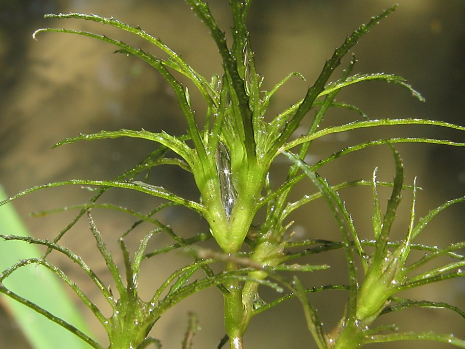 Наяс (Наяда Гваделупская)