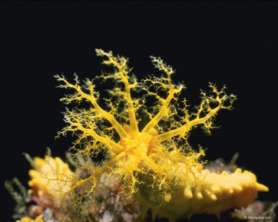 Наяда водное растение