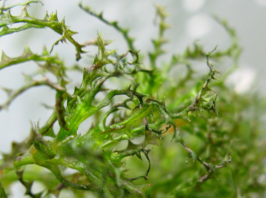 Наяда Сирингия