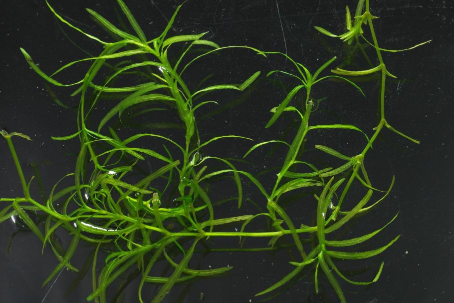 Аквариумное растение Наяда Гваделупская