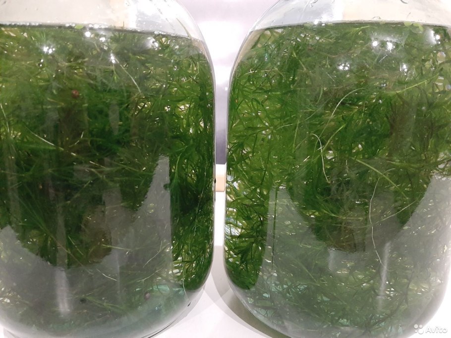 Наяда морская