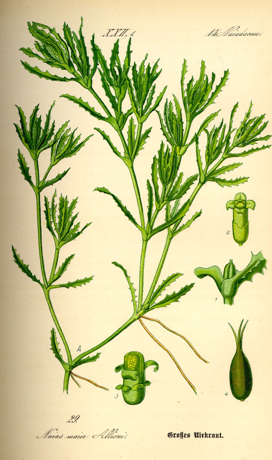 Наяда большая красная книга России распечатать