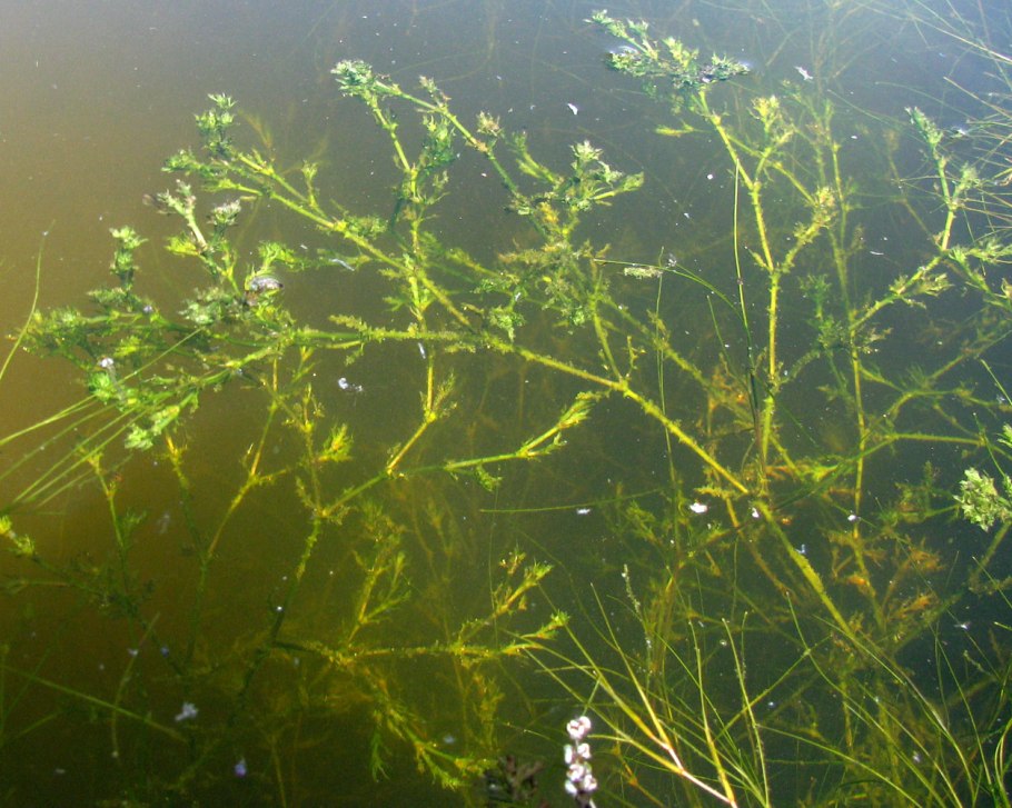 Наяда морская растение