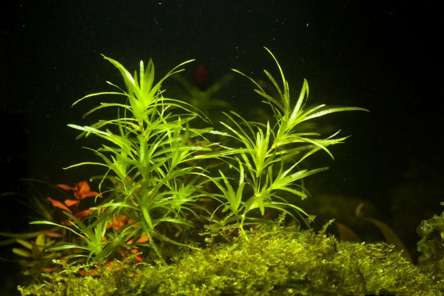 Наяс Рорайма аквариумное растение