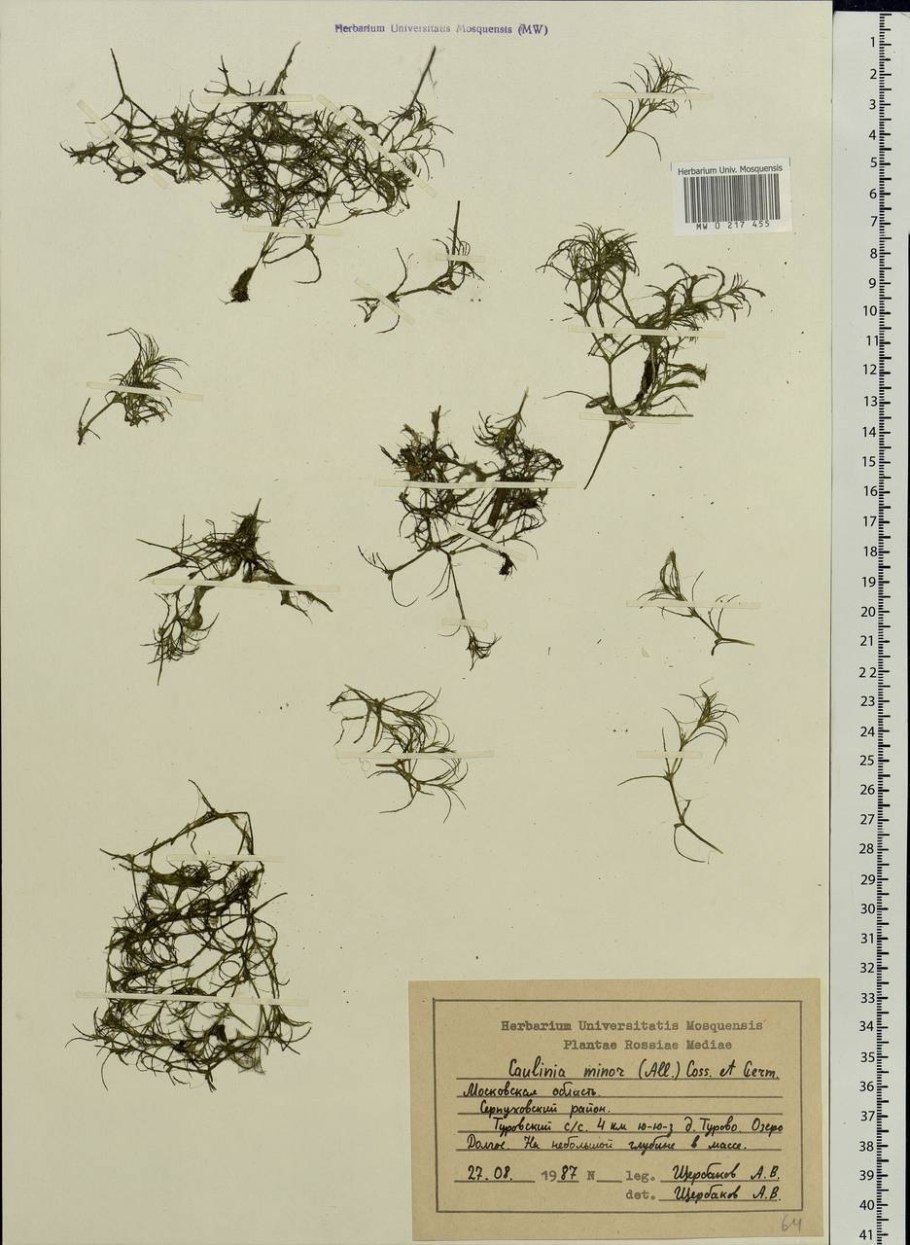 Наяда морская (Najas Marina),