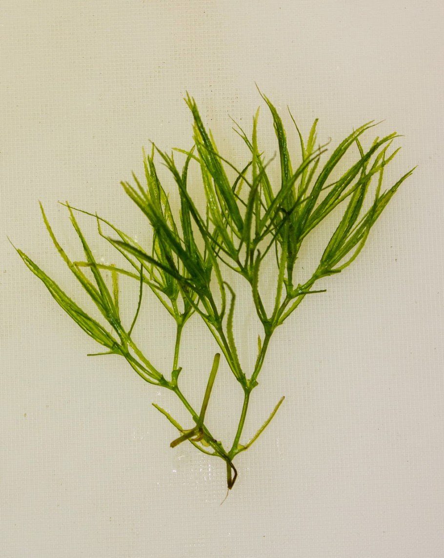 Наяс Рорайма