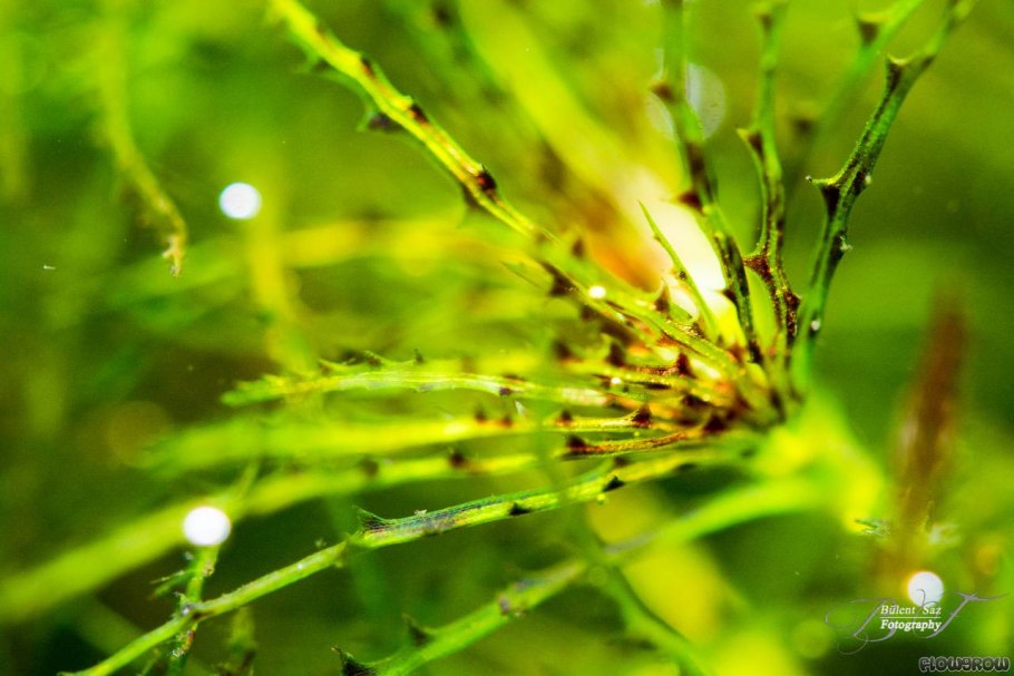 Нителла водоросль