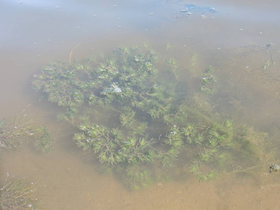 Наяс аквариумное