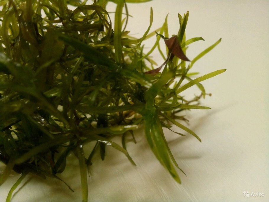 Наяс в аквариуме