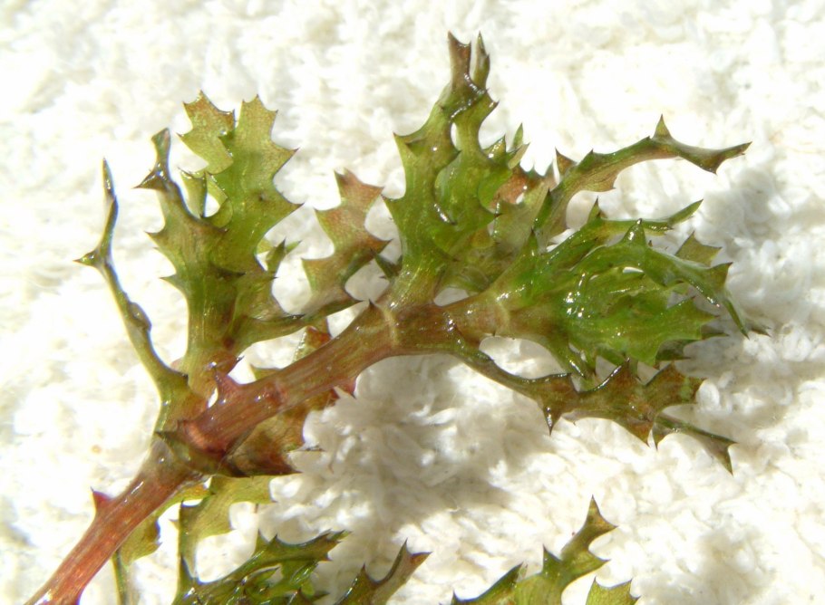 Наяс гваделупский аквариумное