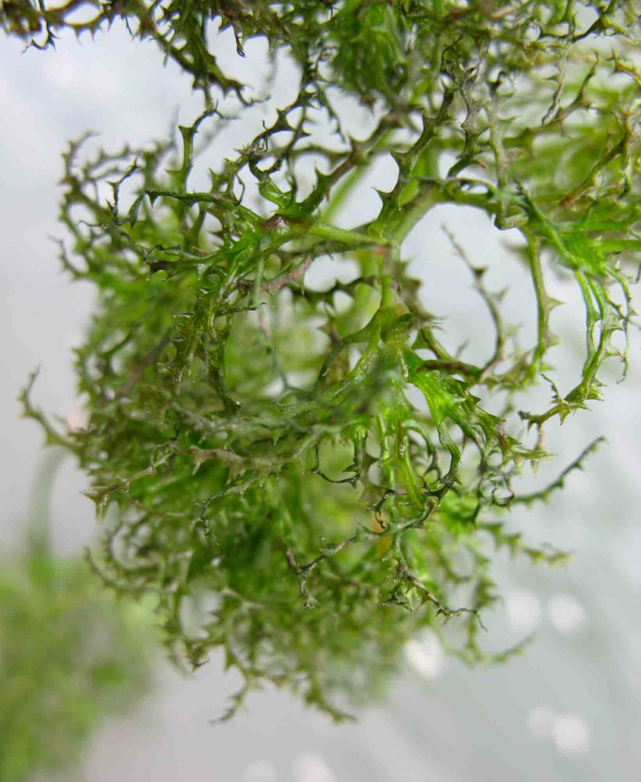 Наяс гваделупский аквариумное растение