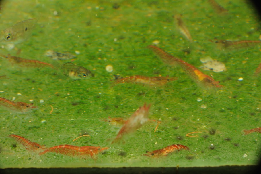 Роголистник Валлиснерия