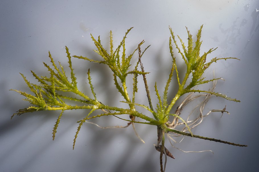 Наяда водное растение