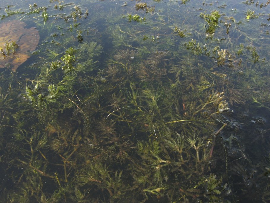 Каулиния малая опылители