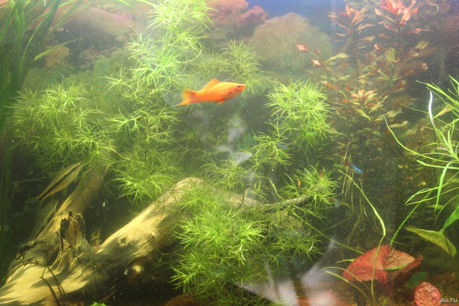 Najas guadalupensis аквариумное растение