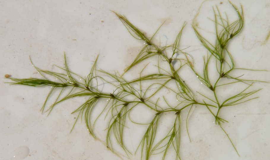 Каулиния тончайшая